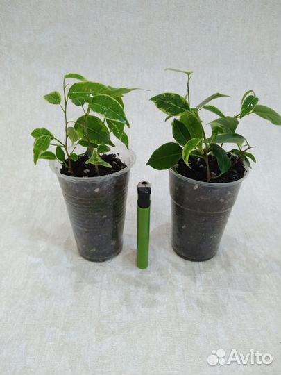 Фикус бенджамина Кинки Наташа