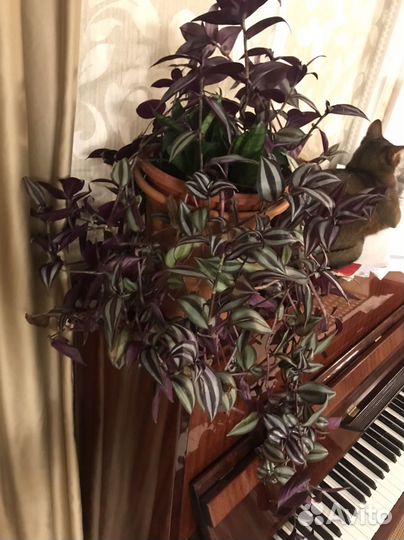 Хлорофитум