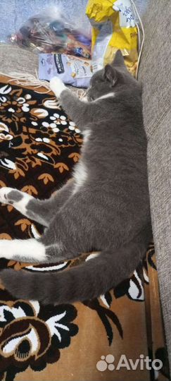 Кот 8 месяцев