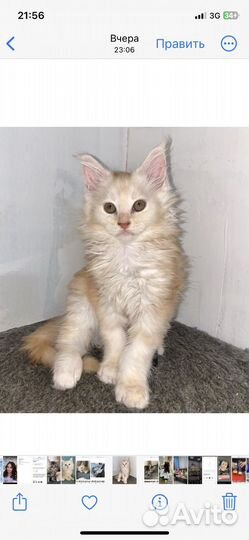 Котята мейн-кун