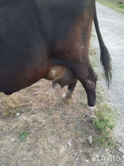 Корова высокоудойная