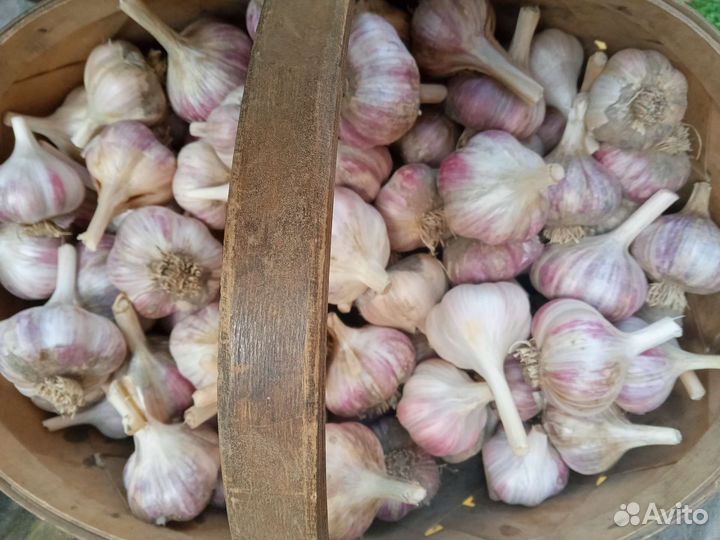Чеснок