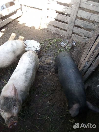 Поросята ландрас дюрок