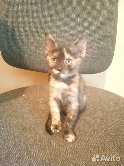 Кошка в дар бесплатно