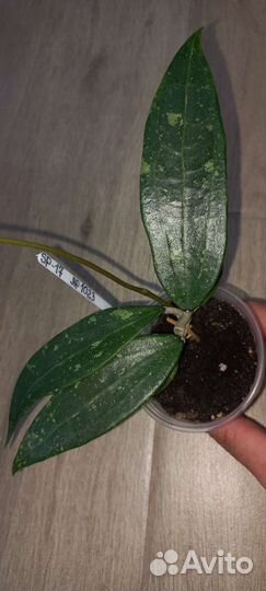 Хойя Phukvai Lao, cv Golden Eye