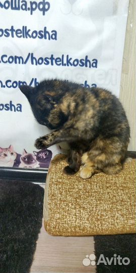 Кошка нужен дом