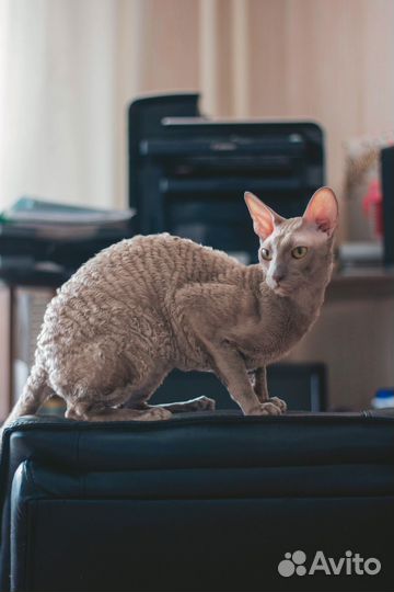 Белый корниш