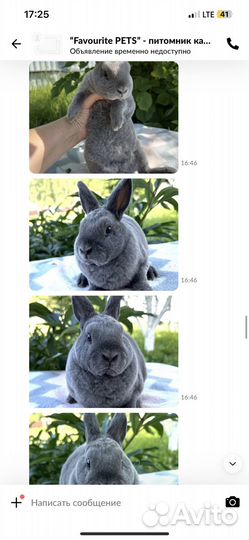 Карликовый рекс в голубом окрасе