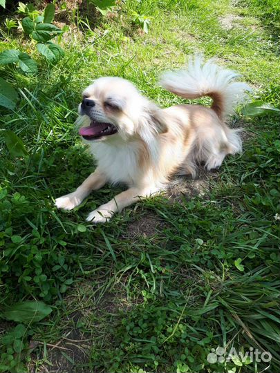 Мини чихуахуа вязка