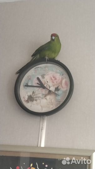 Продам какарика, самка, 1год