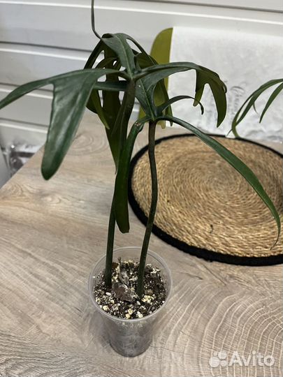 Филолендрон Элеганс узкорассеченый