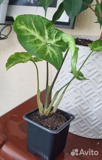 Комнатные растения