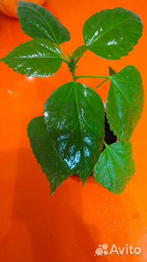 Гибискус китайская роза