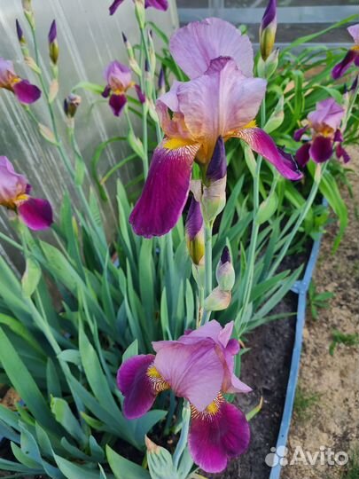 Ирисы