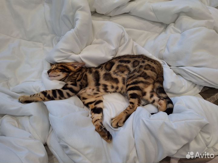 Бенгальский кот