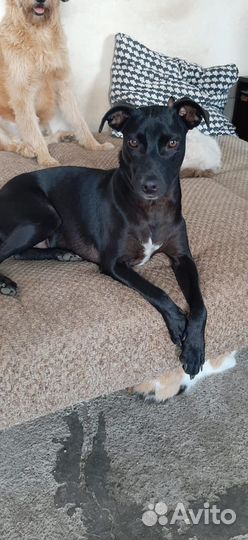 Ищет дом не крупный пёсик Барри