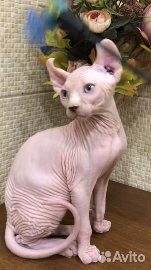 Канадский сфинкс котенок с документами
