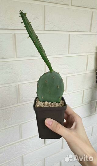 Опунция кактус