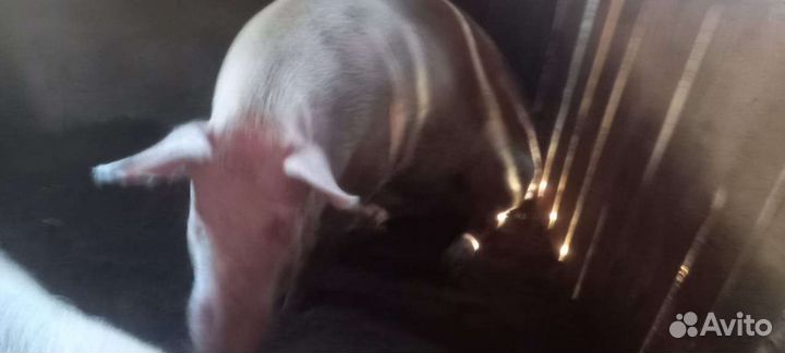 Поросенок ландрас