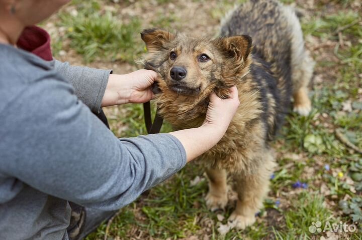 В добрые руки хороший пес Купер