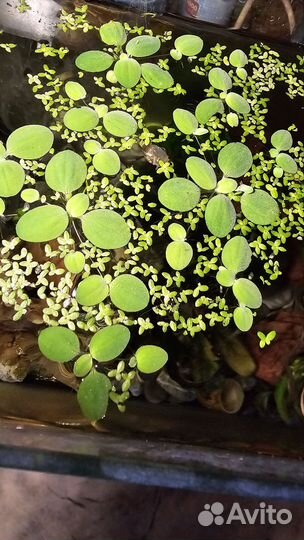 Аквариумные растения