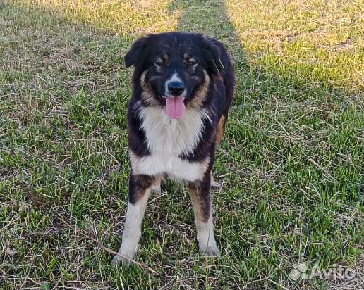 Лорд - крупный молодой пес-кастрат в хорошие руки