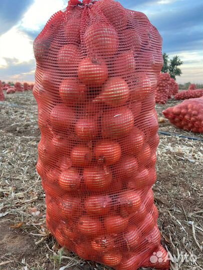 Лук от фермера урожай 2023