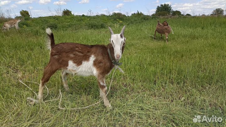 Продаются козлики и козочки