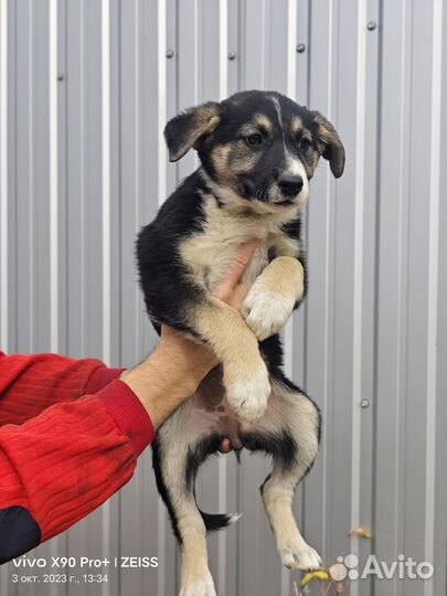 Собака щенок девочка в поисках семьи