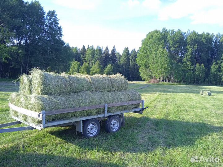 Продам сено в рулонах свежий укос