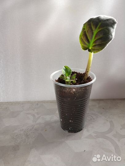 Комнатные растения цветы