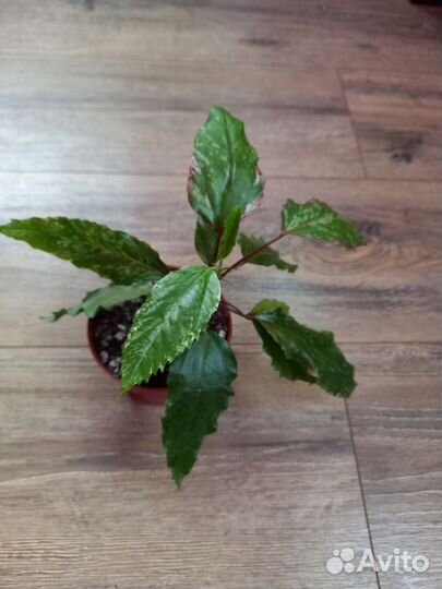 Гибискус пестролистный