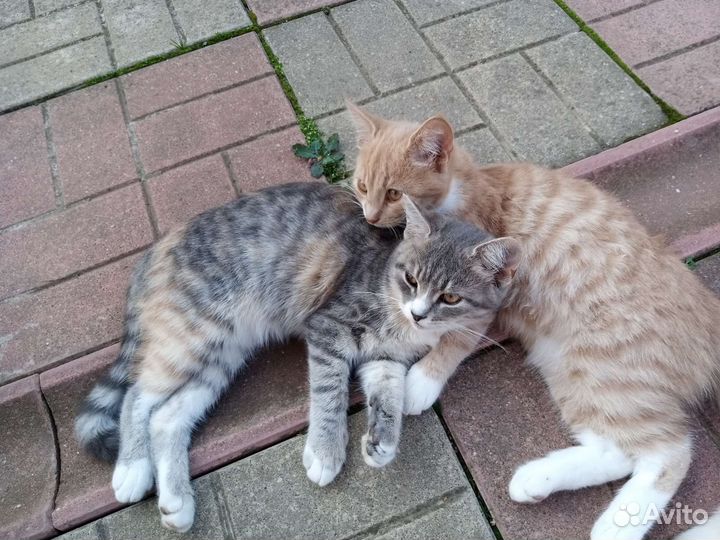 Кошечки с плохим опытом. Возьмите девочек)