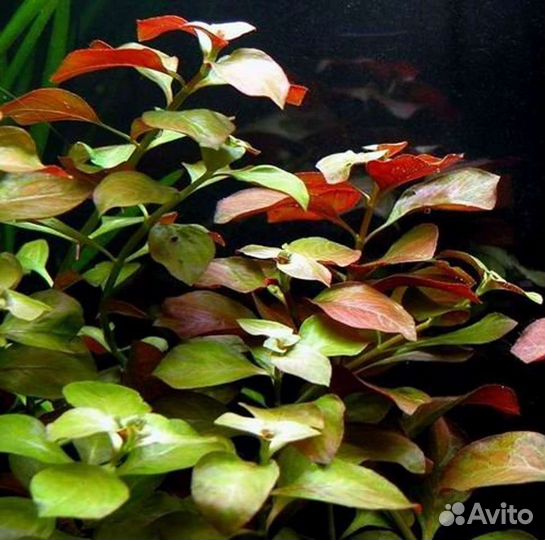 Аквариумные растения