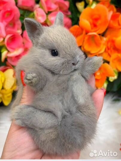 Декоративные кролики карликовые