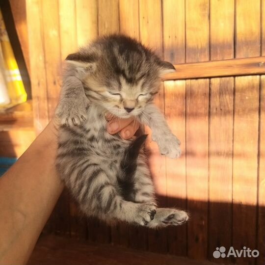 Милейшие котята