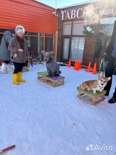 Услуги кинолога для собак. Лучший результат