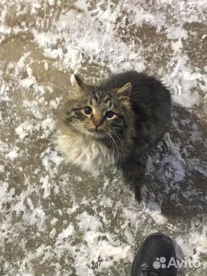 Шикарный кот в поисках дома