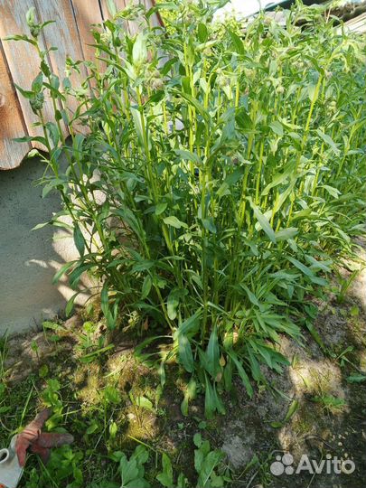 Эригерон - многолетник на посадку