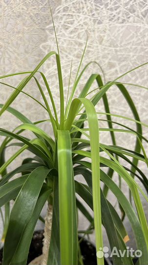 Нолина бутылочное дерево, комнатный многолетник