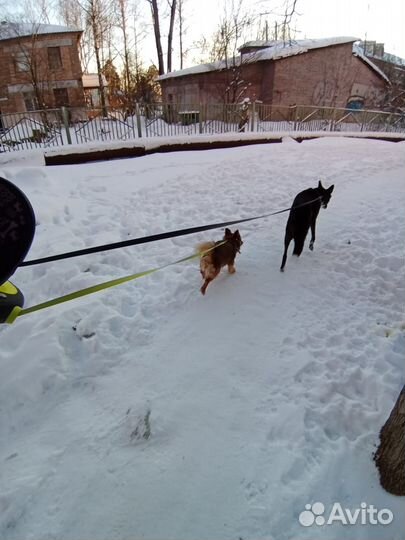 Выгул собак и передержка животных