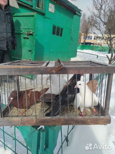 Продажа голубей