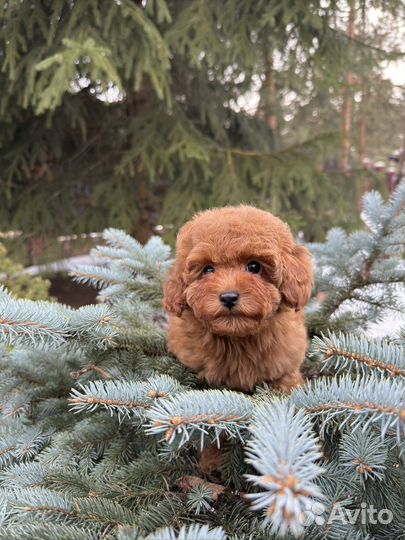 Той-пудель мини девочка редбраун РКФ