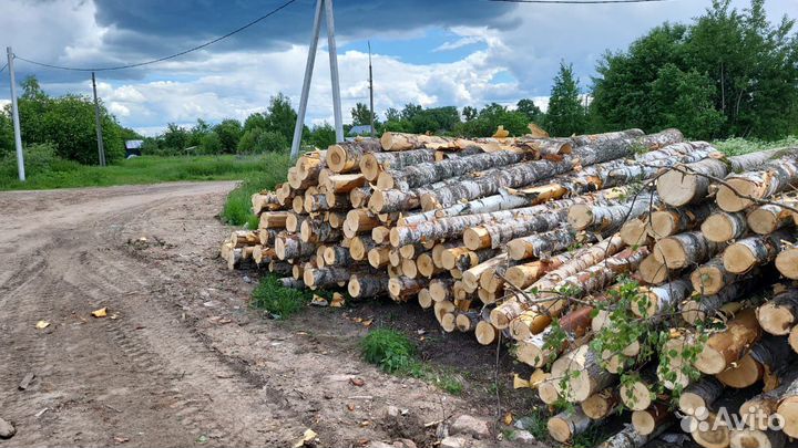 Береза кругляк