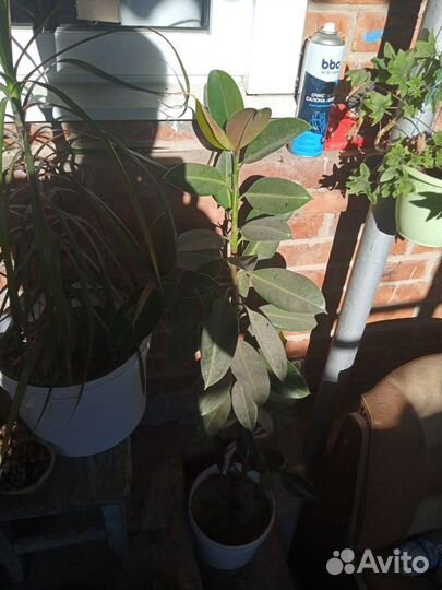 Комнатные цветы