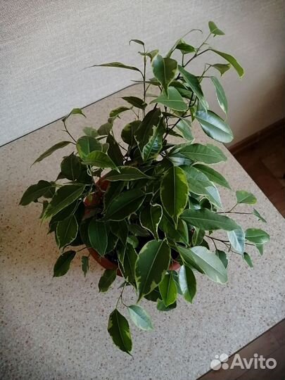 Фикус Бенджамина
