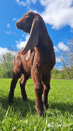 Нубийские козы камори козлики