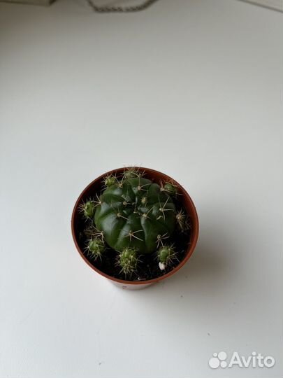 Суккуленты, кактусы, сансевиерии