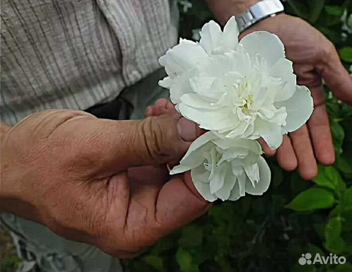 Саженцы жасмин махровый, ароматный 5 сортов зкс