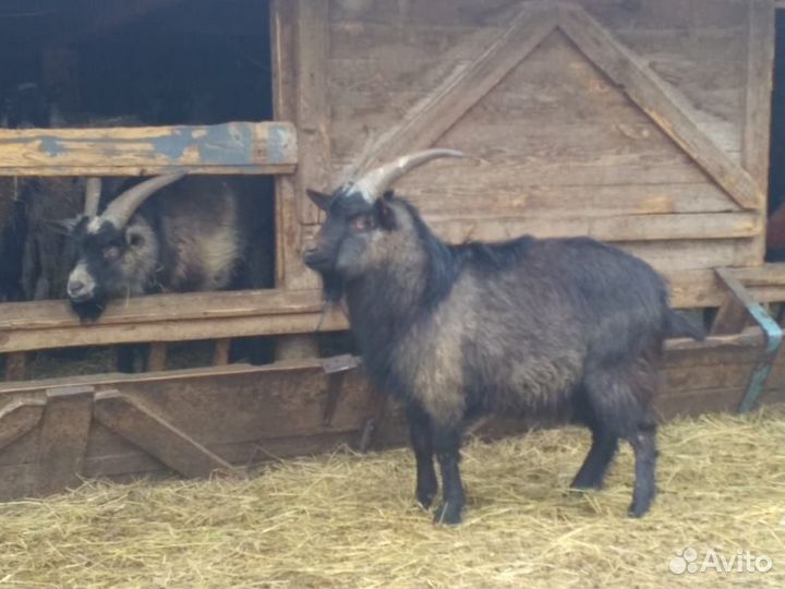 Козлы, козы